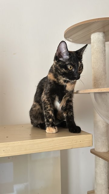 Coffee - Domestic Short Hair Cat