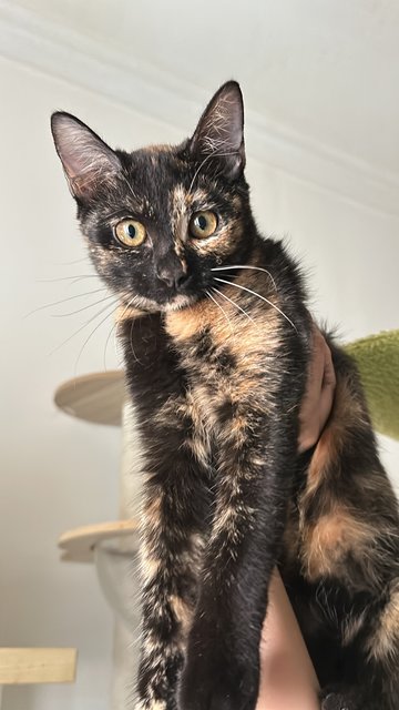 Coffee - Domestic Short Hair Cat