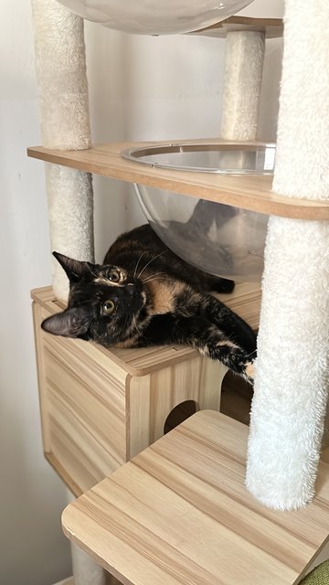 Coffee - Domestic Short Hair Cat