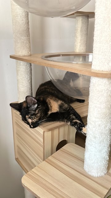 Coffee - Domestic Short Hair Cat