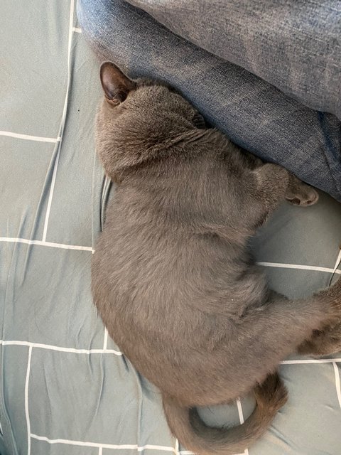 Ash - British Shorthair Cat