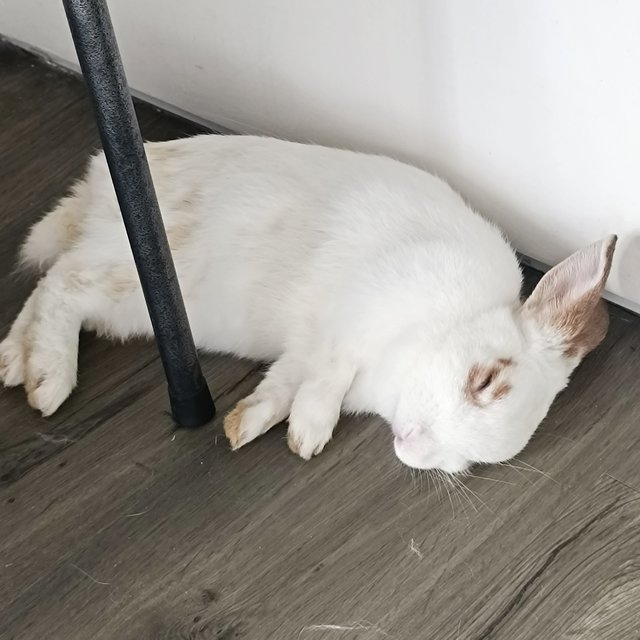 Chocolate - Mini Rex Rabbit
