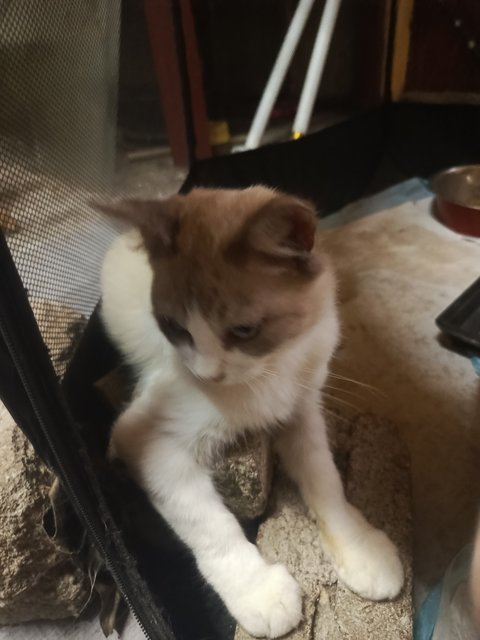 Male Cat - Domestic Medium Hair Cat