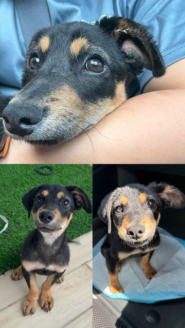 Crusty - Mixed Breed Dog