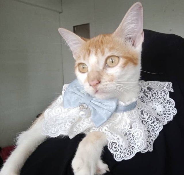 Chico (Vaccinated) - Domestic Medium Hair Cat