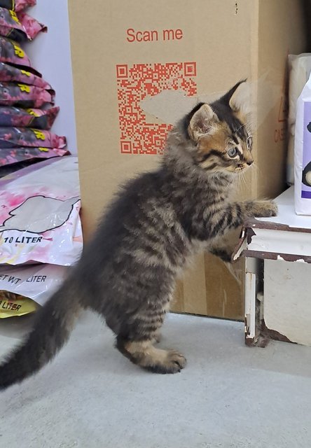 PF143506 - Domestic Medium Hair Cat