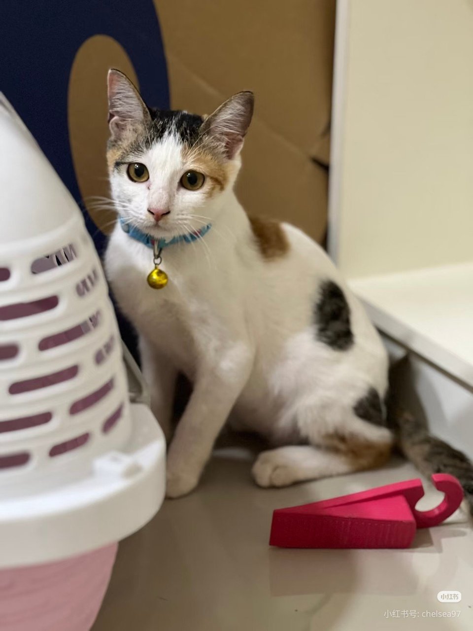 Shero - Domestic Short Hair Cat