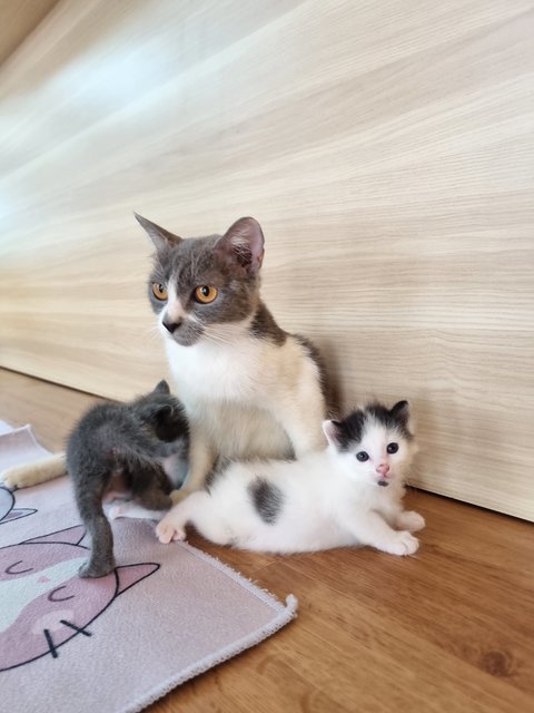 Fanie - British Shorthair Cat