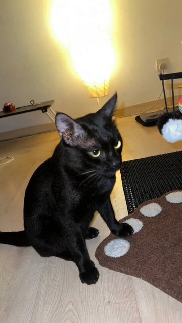 Myko - Domestic Short Hair Cat