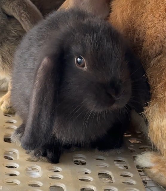 No Name Yet - Holland Lop Rabbit