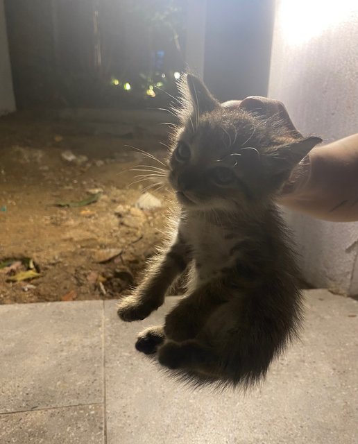 PF143572 - Domestic Medium Hair + Domestic Short Hair Cat