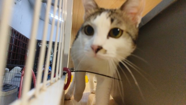 Murni - Domestic Short Hair Cat