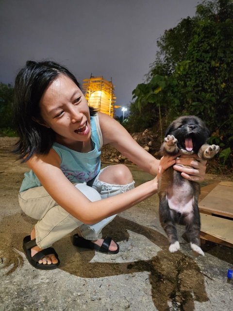 River The Fet Fluffy Puppy  - Mixed Breed Dog