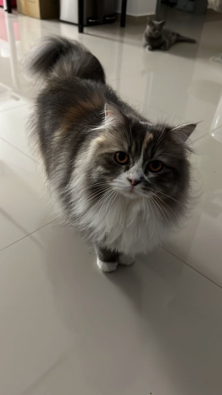 (Booked) Mocha - Domestic Long Hair Cat