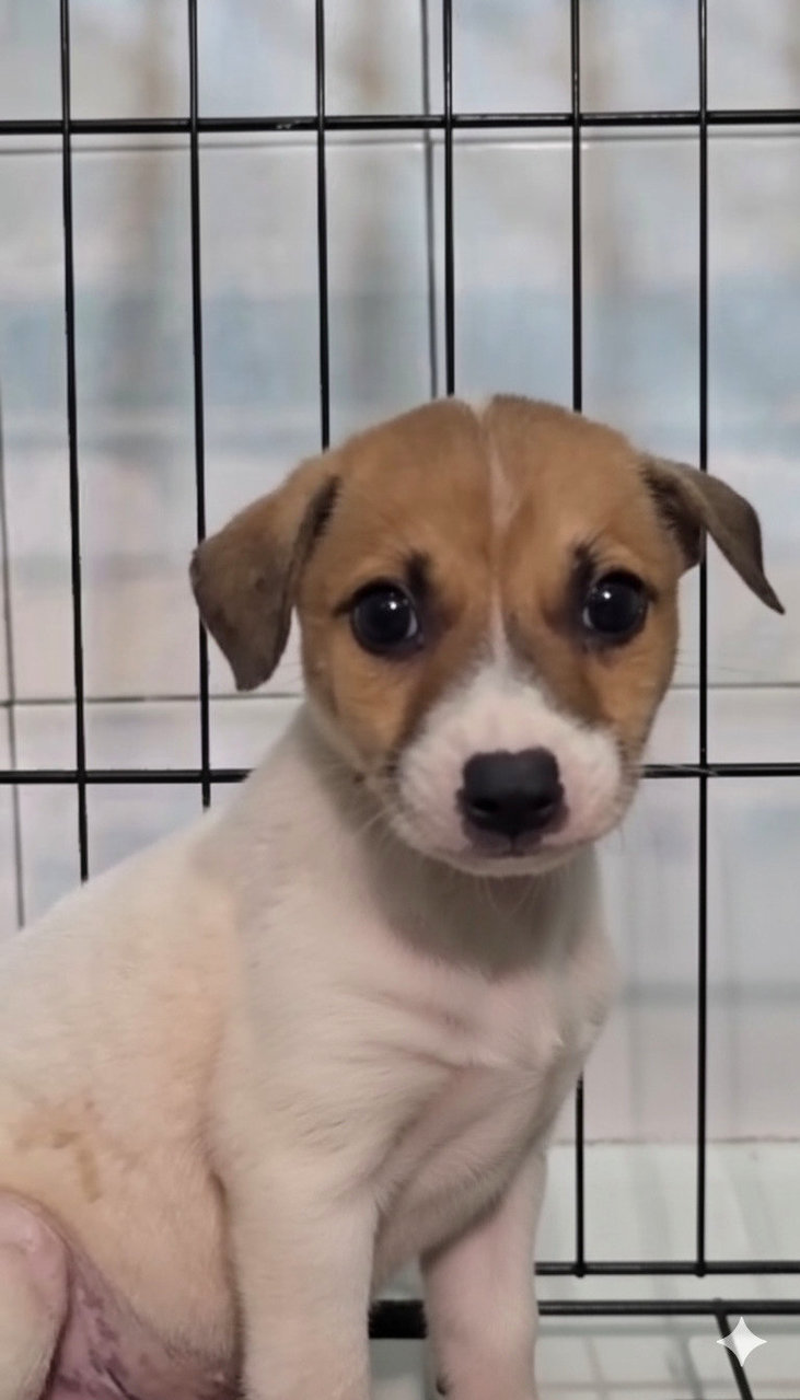 Bruno - Mixed Breed Dog