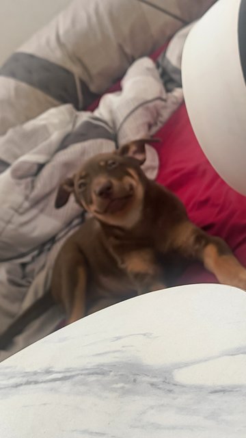 Ellie - Doberman Mix Dog