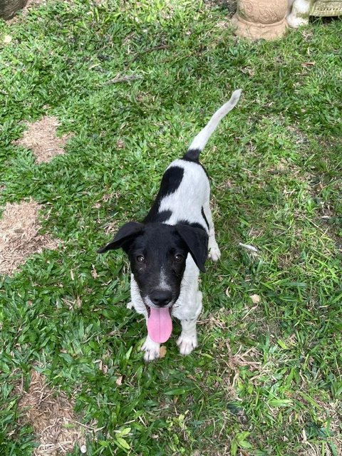 Rockyy - Mixed Breed Dog