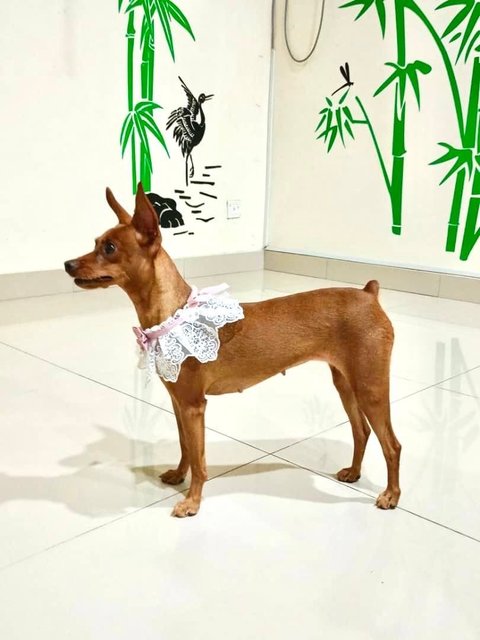 Howdy - Miniature Pinscher Dog