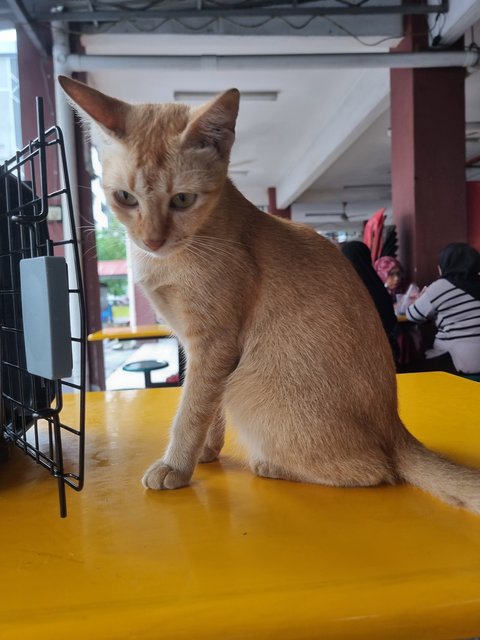 Eggy - Domestic Short Hair Cat