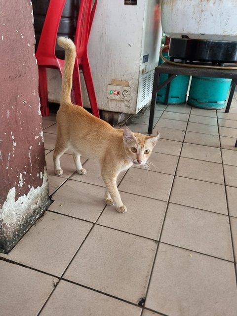 Eggy - Domestic Short Hair Cat
