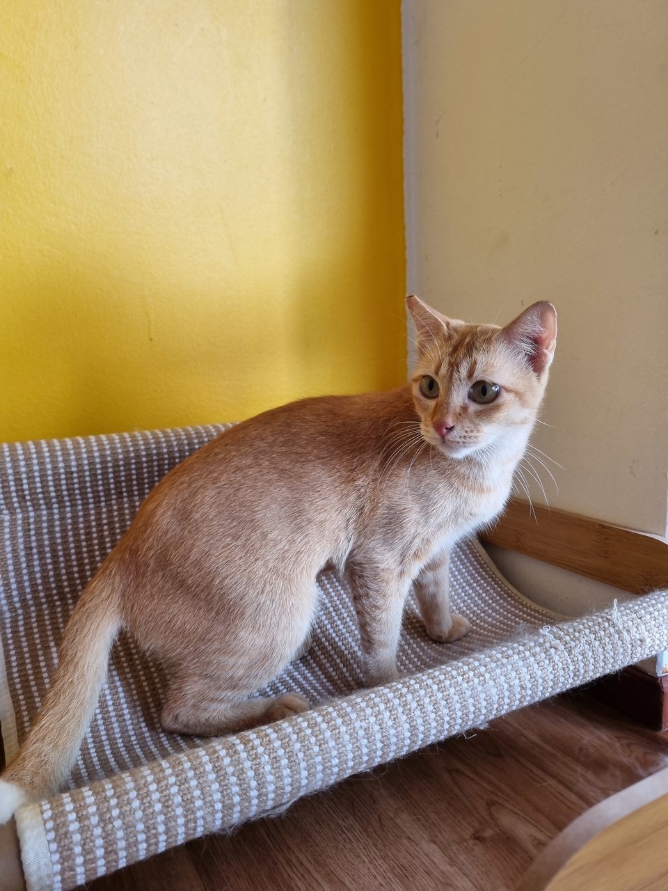 Eggy - Domestic Short Hair Cat