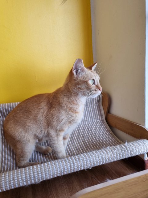 Eggy - Domestic Short Hair Cat