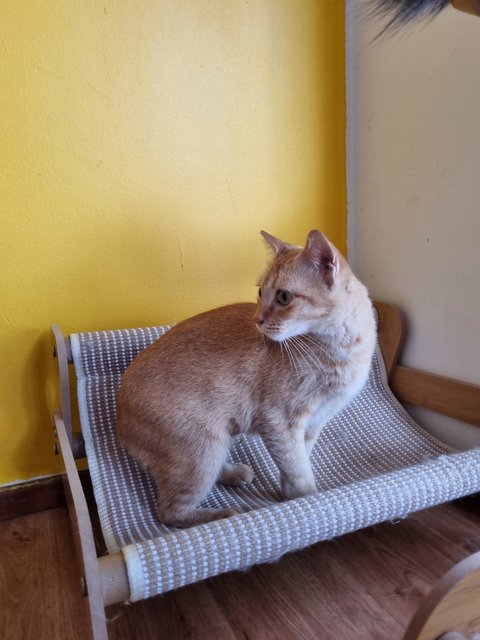 Eggy - Domestic Short Hair Cat