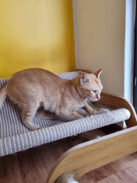 Eggy - Domestic Short Hair Cat