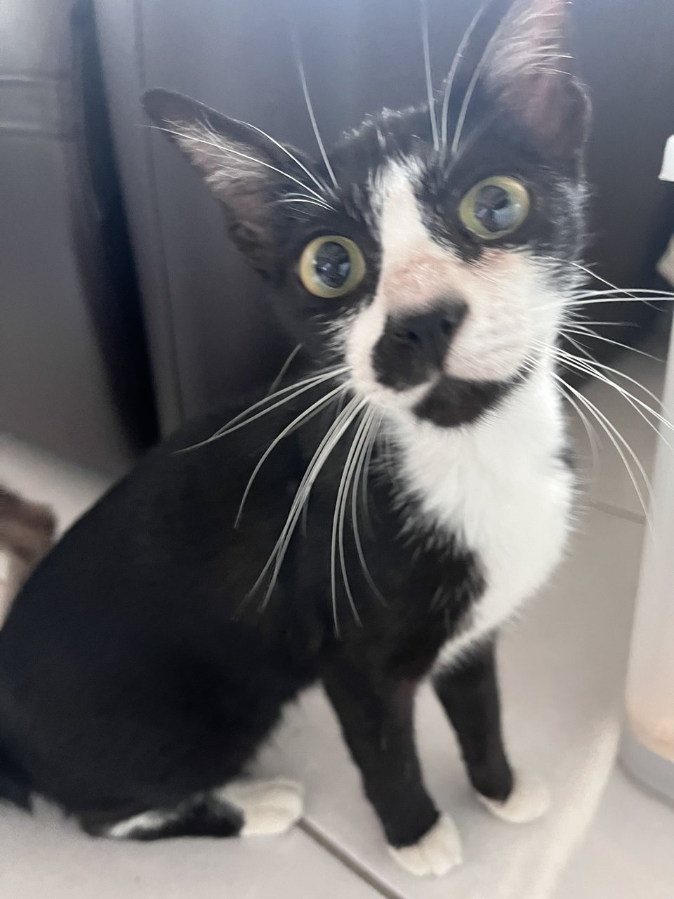 Ekko - Domestic Short Hair Cat