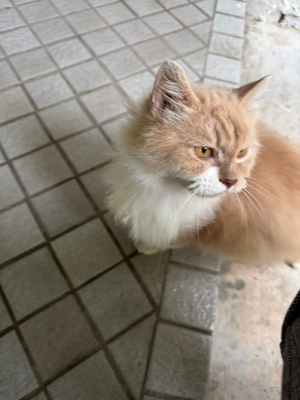 Milly The Fluffy - Domestic Long Hair Cat