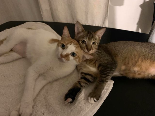 Casey - Domestic Short Hair Cat