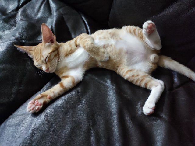 Mocha, Coco - Domestic Short Hair Cat
