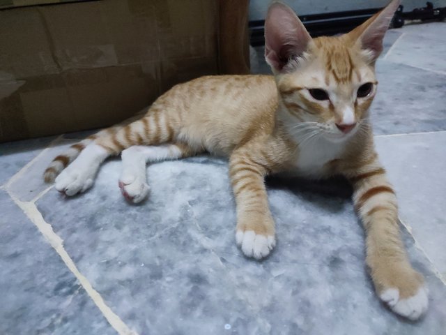 Mocha, Coco - Domestic Short Hair Cat