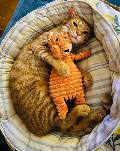 Tamarind  - Domestic Short Hair Cat