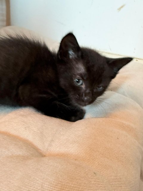 Berlin's Babies - Tuxedo Cat