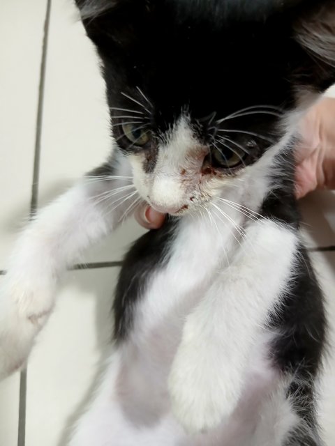 Baby  - Domestic Short Hair Cat