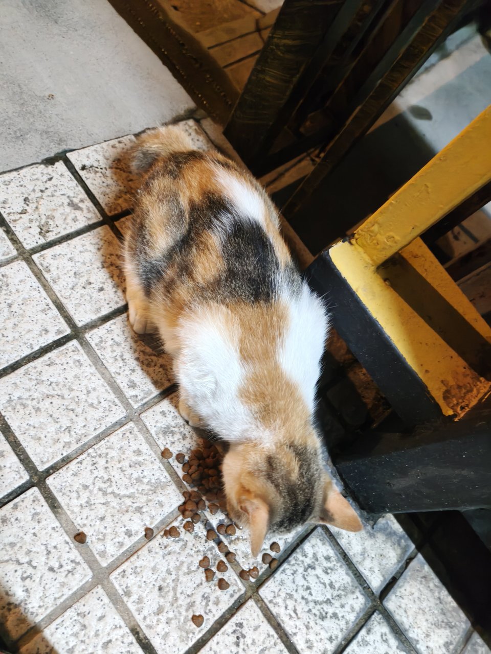 Tiger - Calico + Domestic Short Hair Cat