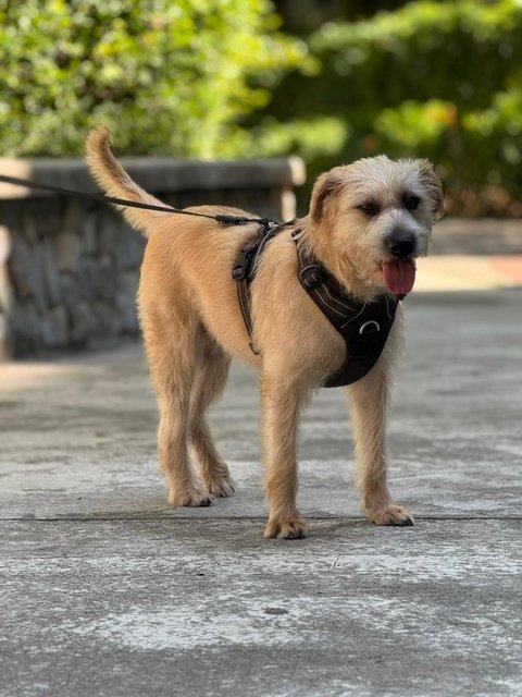 Krypto  - Mixed Breed Dog