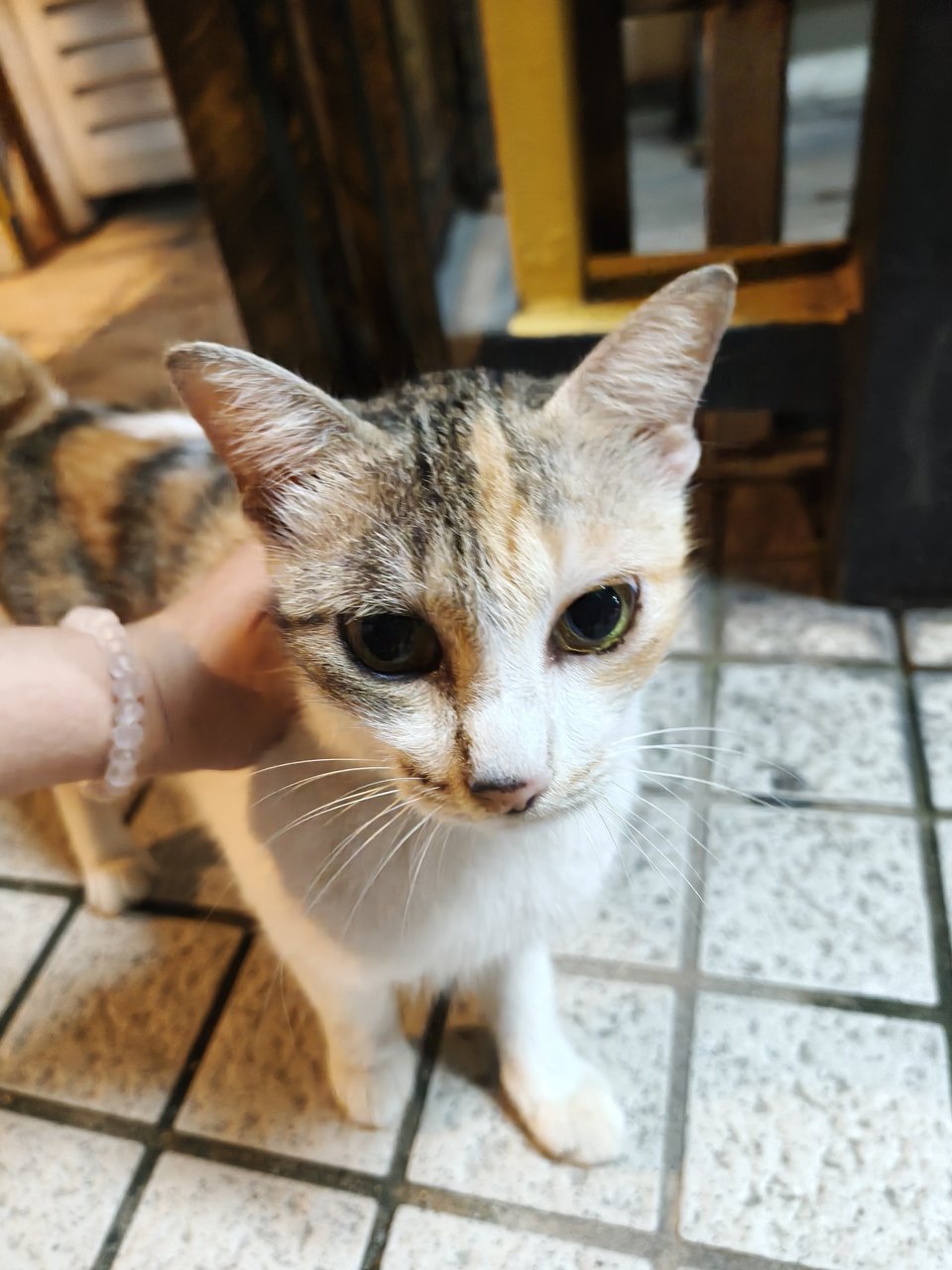 Tiger2 - Calico + Domestic Short Hair Cat