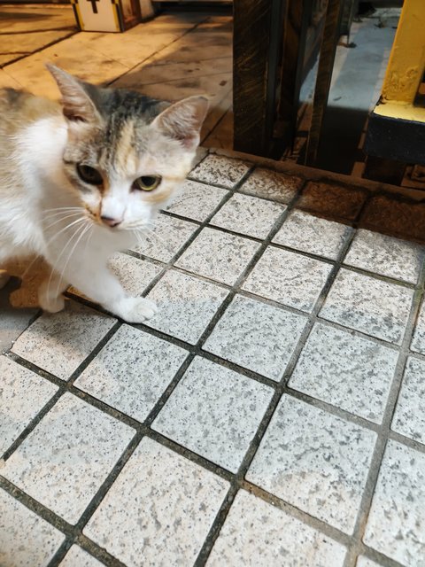 Tiger2 - Calico + Domestic Short Hair Cat