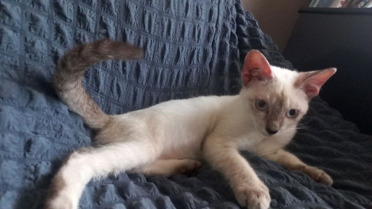 Chumati - Siamese Cat