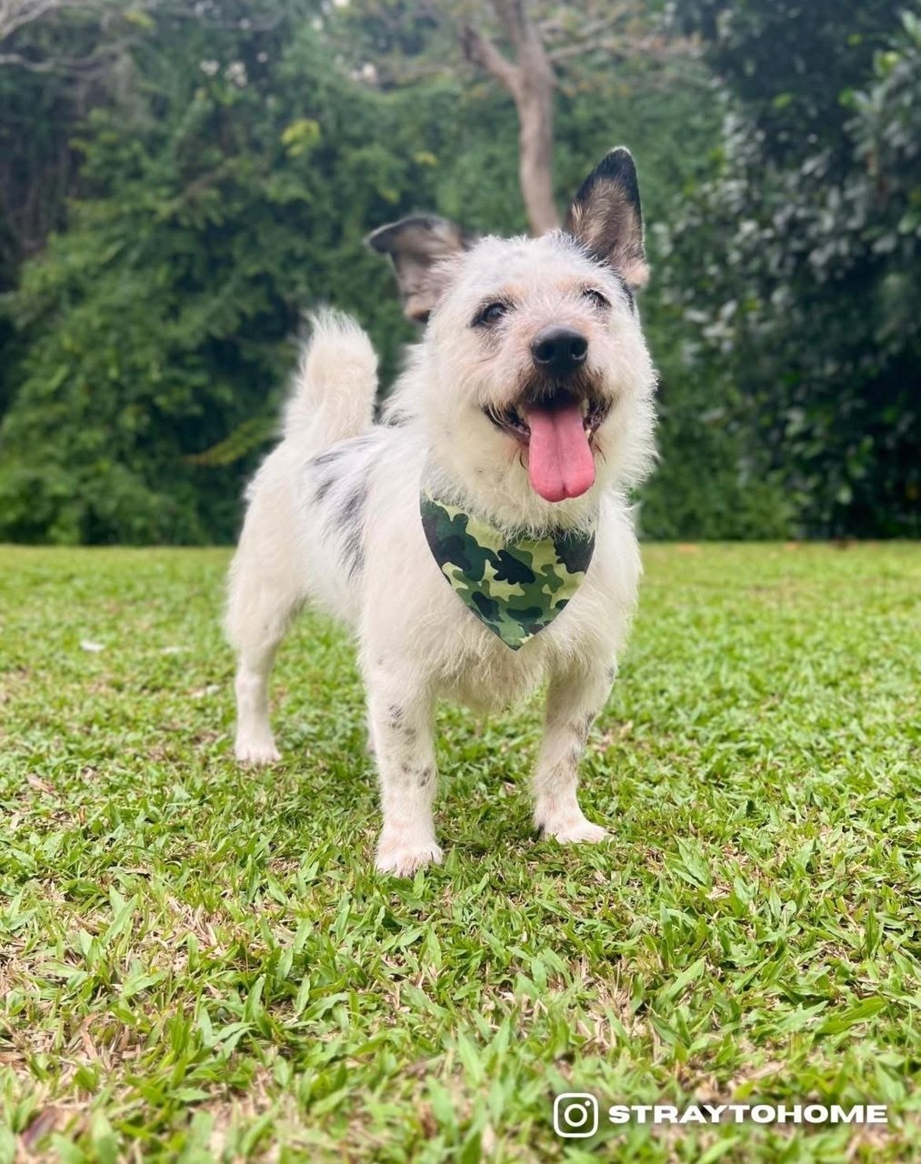 Benson  - Terrier Mix Dog