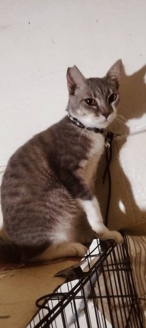 Shelter Cats - Domestic Short Hair Cat