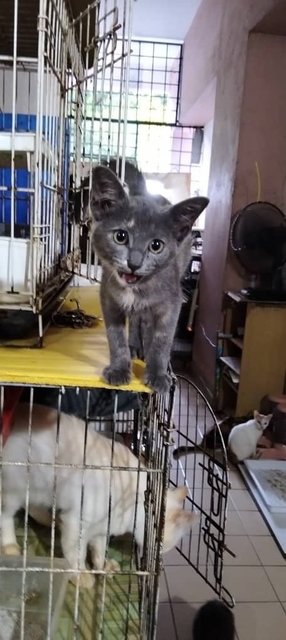 Shelter Cats - Domestic Short Hair Cat
