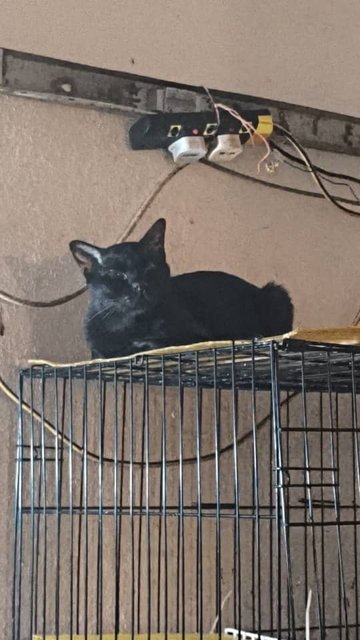 Shelter Cats - Domestic Short Hair Cat