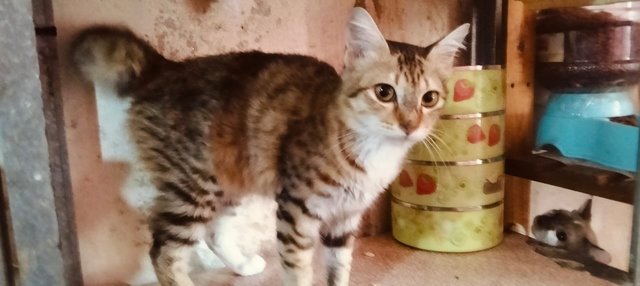 Shelter Cats - Domestic Short Hair Cat