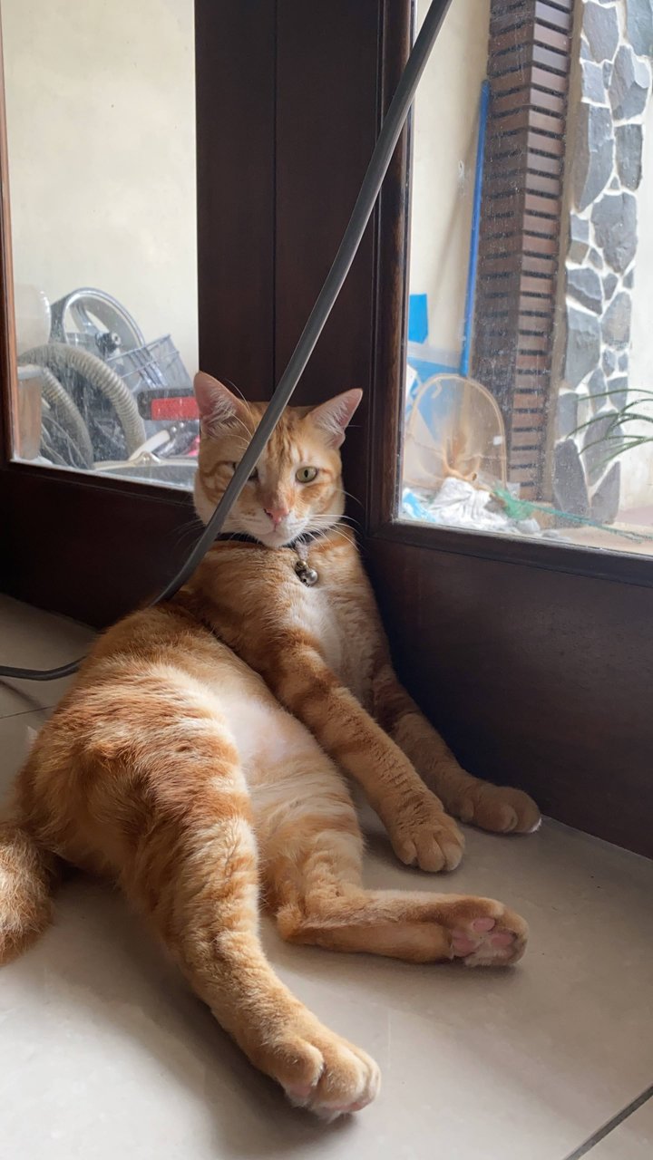 Miko - Domestic Short Hair + Tabby Cat