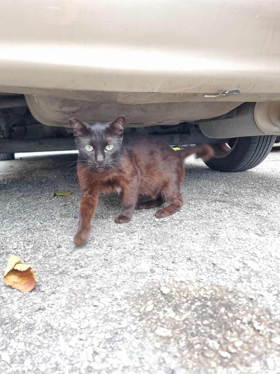 Suzy - Domestic Medium Hair Cat