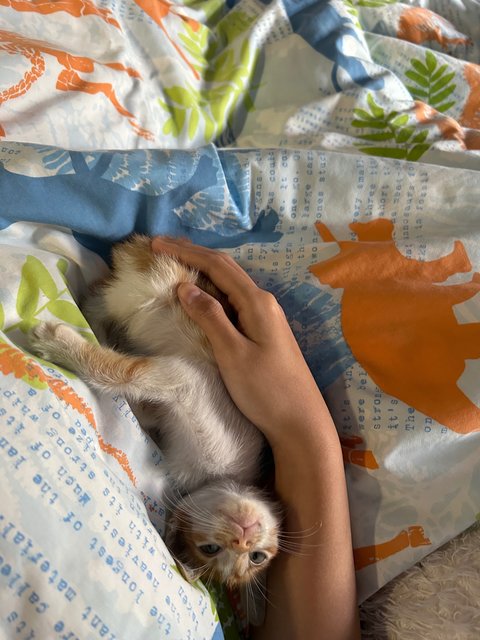 Crumb - Domestic Short Hair Cat
