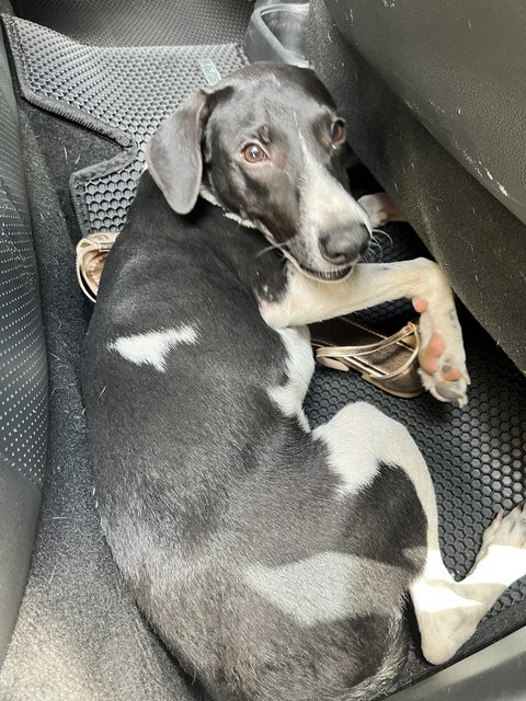 Bheem - Border Collie Mix Dog